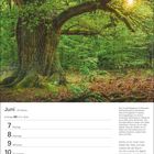 Juni, 23. Woche, Zwillinge, 21.5.–20.6. Natur im Reinhardswald, alte Eichen, Zitat von Christian Morgenstern über Bäume.