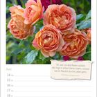 Vor einem Hintergrund mit Blättern und Rosen erscheint der Juni-Kalender mit dem Zitat von Christian Morgenstern.