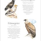 "Schmutzgeier" und "Gänsegeier" mit wissenschaftlichen Namen. Illustrationen von zwei Greifvögeln. Kalenderdaten: Januar.