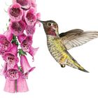 Ein Kolibri nähert sich rosa Fingerhut-Blüten. Detailreiche Illustration mit natürlichen Farben und filigraner Darstellung.