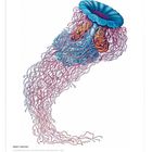 Schriftzug: "Ernst Haeckel, Scheibenqualle, Januar." Eine bunte, detailreiche Illustration einer Qualle mit langen Tentakeln.