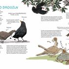 Titel: Amseln und Drosseln. Text beschreibt ihre Lebensweise, Nahrung und Verhaltensweisen. Illustrationen von Vögeln, Nestern und Schnecken.