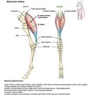 Extensors of the Ankle and Toe Flexors. Musculus gastrocnemius, Musculus soleus. Zeichnung mit Muskeln und Knochen.