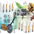 541 Millionen Jahre im Schnelldurchlauf. Zeitleiste mit evolutionären Abschnitten und Abbildungen von Lebewesen.