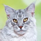 Es gibt keinen Text. Ein grau-weißer Maine Coon mit gelben Augen vor einem verschwommenen grünen Hintergrund.