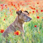 Ein brauner Hund sitzt inmitten eines blühenden Mohnblumenfelds. Die Blumen sind leuchtend rot und umgeben ihn dicht.