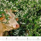 Text: "Paula", "April". Eine Kuh schaut durch einen dichten Busch mit kleinen weißen Blüten hindurch.