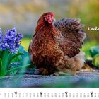Karllotta; April-Kalenderblatt mit einem Huhn neben violetten Blumen in einem Garten.