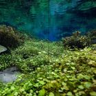 Text: "CAPTION in english with the rest..." Unterwasseraufnahme mit Fisch und üppigem Pflanzenbewuchs.