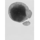 Oben links in Großbuchstaben steht "Sceno"; darunter sind schwarze, amorphe Flecken auf einem weißen Hintergrund.