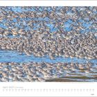 April 2027 | Am Meer. Ein Schwarm Knutts am Meer; viele Vögel am Boden, einige im Flug, blaues Wasser im Hintergrund.