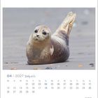 „04 | 2027 Robby & Co.“ Kalendermonat. Robbe liegt entspannt am Strand.