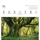 Mai KW 18 mit Feiertag Christi Himmelfahrt am 6. Ein alter Baum mit dicken, moosbewachsenen Ästen in einem grünen Wald.