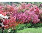 1950, "Title goes here". Ein Paar unterhält sich, umgeben von blühenden Azaleen in Rosa und Weiß, mit Tulpen im Gras.