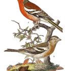 Zwei nummerierte Vögel auf Zweigen. Einer oben mit roter Brust, der andere unten braun. Detailreiche Illustration.