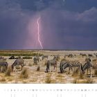 Zebras in der Kunene Region. Zebras grasen in einer trockenen Landschaft, während ein Blitz den düsteren Himmel erhellt.