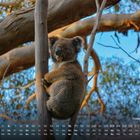 Text: "Koala im Baum 5" und Kalenderdaten darunter. Ein Koala umarmt einen Baumstamm, mit Ästen und blauem Himmel im Hintergrund.