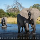 Kalender mit Datumszahlen und Wochentagen; Elefanten waten durch flaches Wasser, Bäume im Hintergrund.