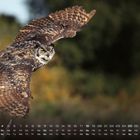 Kalender mit Datum und Wochentagen unten, Eule im Flug vor unscharfem Hintergrund.