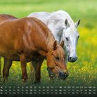 Ein Kalender zeigt April-Daten. Zwei Pferde, ein braunes und ein weißes, grasen auf einer Wiese mit gelben Blumen.