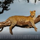 Kalender mit Tagen und Zahlen. Ein Leopard ruht auf einem Baumzweig, im Hintergrund ein bewölkter Himmel.