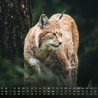Kalender, Monatstext: "Luchs 5". Datumsliste darunter. Abgebildet ist ein Luchs im Wald mit aufmerksamem Blick.