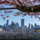 Kalender April, Kirschblüte Vancouver. Blühende Zweige vor einer städtischen Skyline und einem Hafen mit Segelmasten.