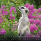 Kalenderansicht mit April-Daten unten, ein Erdmännchen aufrecht stehend vor lila Blüten im Hintergrund.