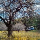 Kalenderseite für Mai, mit roten Wochenenden. Frühlingstag: Blühende Bäume, gelbe Wiese, Zug im Hintergrund.
