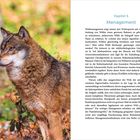 Kapitel 5: Management. Ein Wolf steht in einem herbstlichen Wald, aufmerksam blickend, neben einem Text über Wolfsmanagement.