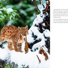 „Kassandra sitzt mit einem Jungluchs aus ihrem Dreierwurf... Luchs-Luderplatz mit den ausgelegten Kadavern...“ Zwei Luchse im Schnee.