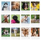 Kalendermonate mit Hundemotiven: Januar bis Dezember, jeweils ein Hund in verschiedenen Posen und Umgebungen.