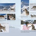 Links oben: "Das Rudel wartet gespannt am Stakeout vor Beginn des ersten Laufs."  
Hunde im Schnee mit Bergen.