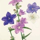 Illustration von lila, blauen und weißen Glockenblumen mit grünen Blättern und Stängeln.