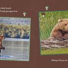 Links ein stehender Bär im Wasser, rechts ein liegender Bär auf einem Baumstamm. Hintergrund Wald und Gras.