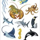 Das Bild zeigt eine bunte Illustration von Meereslebewesen wie Quallen, Fischen, einem Seestern, Oktopus und Pinguinen.