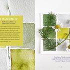 "CHAMOMILE: Anthemis nobilis, Matricaria recutita. Tausende Kinder hören von Peter Rabbit. Zitat über Kamillentee." Links Aquarell, rechts Blüten.