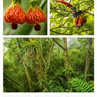 36. Woche 2027, 6. bis 12. September. Tropische Pflanzen, bunte Vögel und dichter Wald.