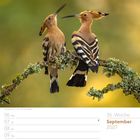 „36. Woche, September 2027.“ Zwei Wiedehopfe auf moosbewachsenem Ast. Bleicher Hintergrund. Links Kalenderansicht.