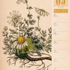 09 September, Woche 36, 2027. Römische Kamille. Illustration von Blüten und Wurzeln.