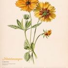 Mädchenaugen (Coreopsis) Illustration. Kalender für September 2027, 36. Woche mit gelben Blumen und grünen Blättern.