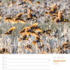 Kalenderseite, September 2027, 36. Woche. Schwarm Gelbkopf-Schwarzstärlinge, fliegende Vögel mit leuchtend gelben Köpfen.