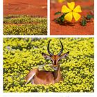 19 So, 37. Woche 2027, September. Hirsch in gelbem Blütenfeld, gelbe Blume auf rotem Sand, rote Dünen mit gelben Blumen.