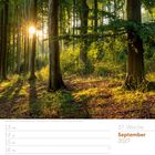 Kalender: 37. Woche, September 2027. Waldlichtung im Abendlicht; Sonne strahlt zwischen hohen Bäumen.