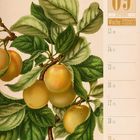 09 September, Woche 37, 2027. Illustration: Pflaumen mit grünen Blättern an einem Zweig.