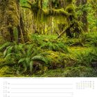 Ahornbäume im Quinault-Regenwald - Washington - USA. Ein dichter, grüner Wald mit Moos bedeckten Bäumen und Farnen.