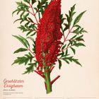 Kalenderblatt mit Illustration des "Geschlitzter Essigbaum". Daten für die Woche vom 13. bis 19. September 2027.