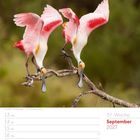 37. Woche, September 2027. Zwei rosa Vögel mit gebogenen Schnäbeln auf einem Ast. Links Kalendertage.