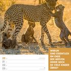 Text: "Warum sind eigentlich am Ende der Nerven immer noch so viele Kinder übrig?" Datum: 20-26 September. Motiv: Gepardenfamilie.