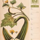 09 September, Woche 38, 2027. Illustration einer armenischen Gurke mit Blättern und Blüten. Verschiedene Grüntöne.